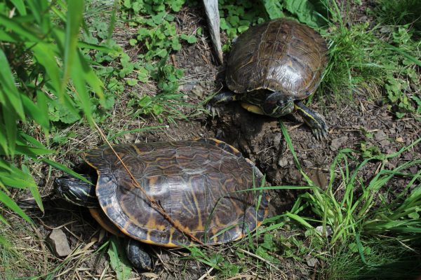 Charly und Momo unsere Schildkröten